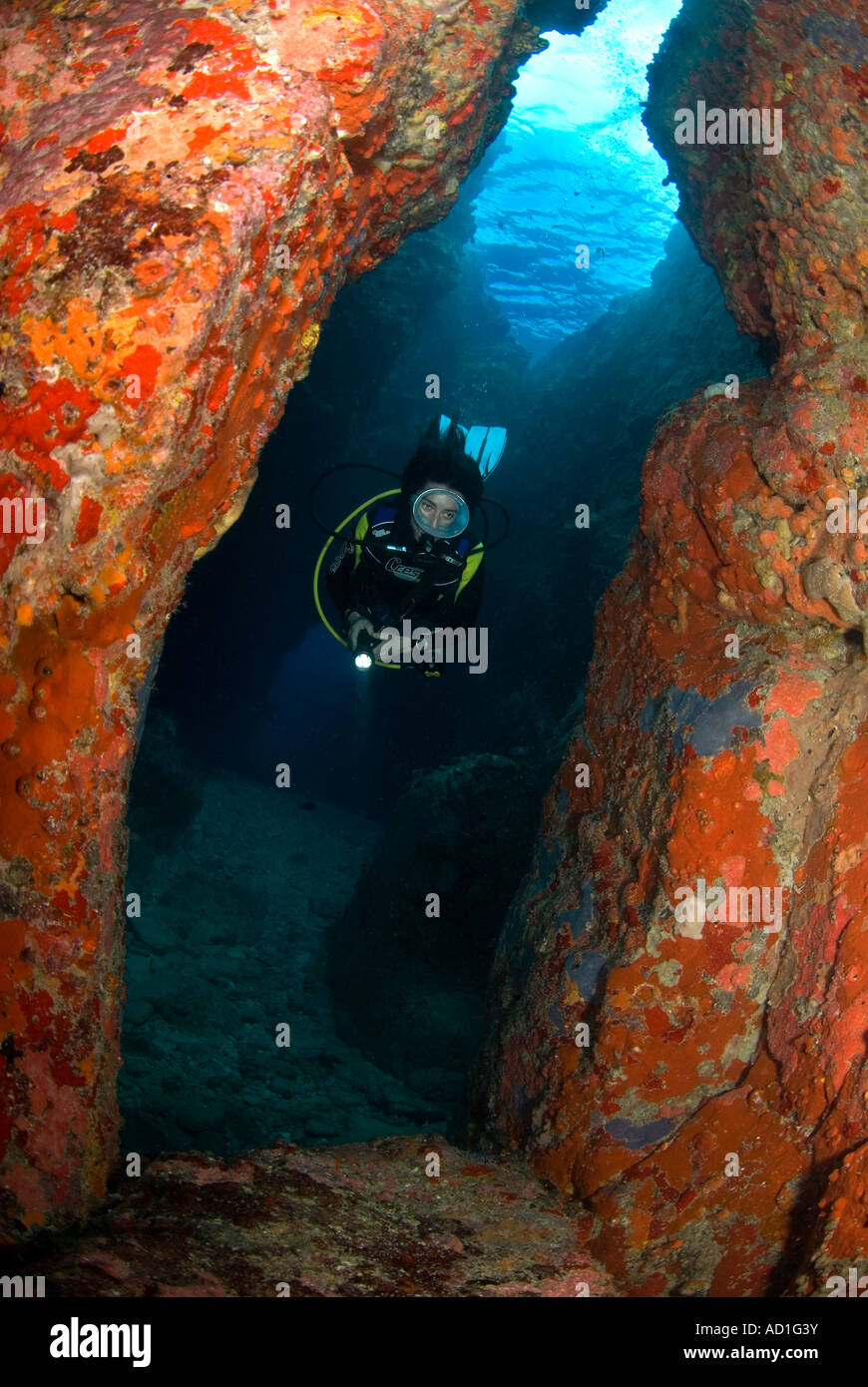 diver and red walls, BVI, British Virgin Islands, underwater, ocean ...