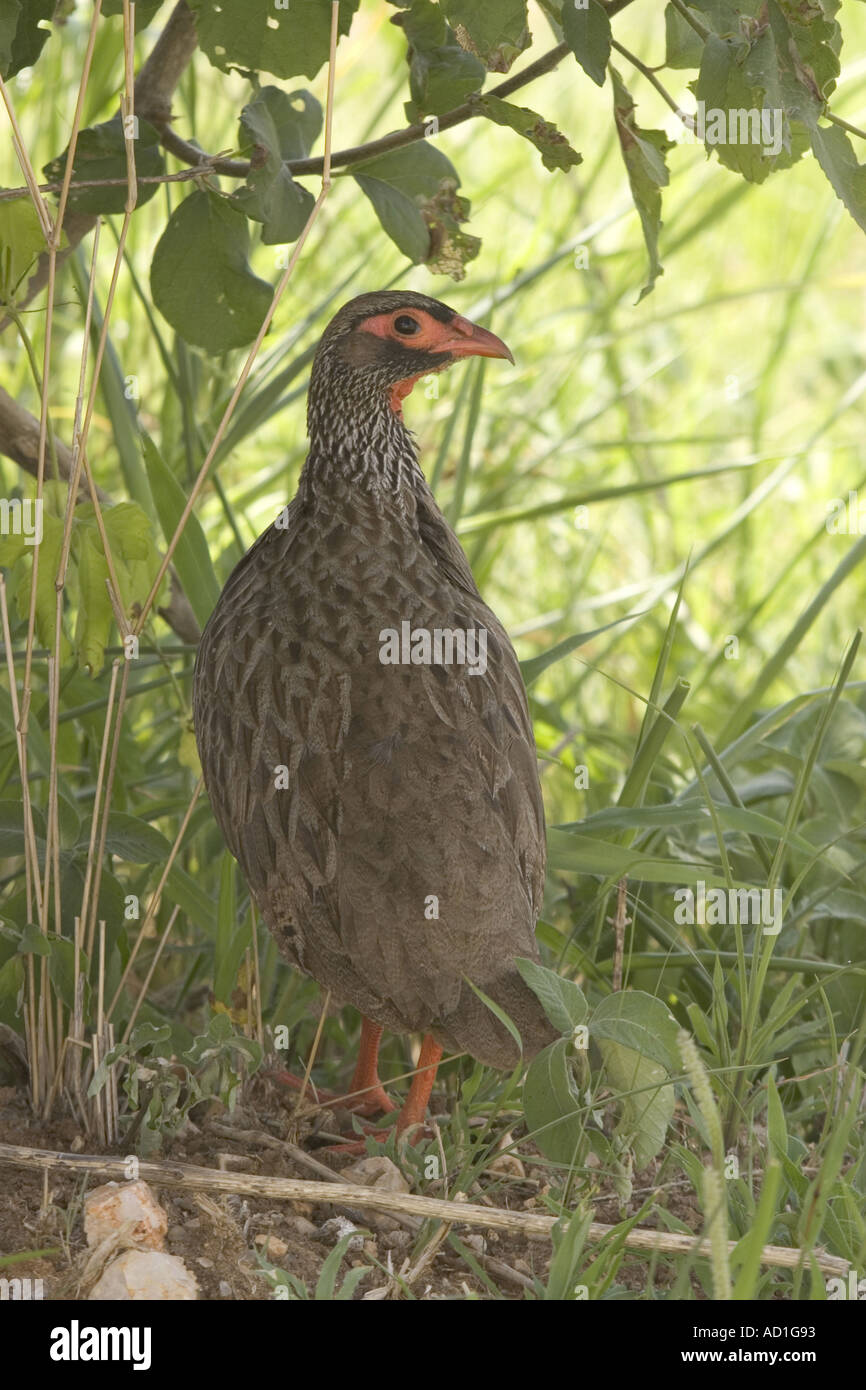 Red necked Spurfowl Red necked Francolin Francolinus afer Tanzania Stock Photo