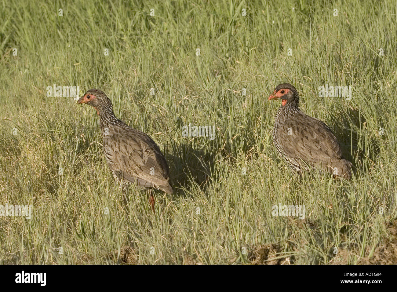 Red necked Spurfowl Red necked Francolin Francolinus afer Walking on earth grass Male and female Stock Photo