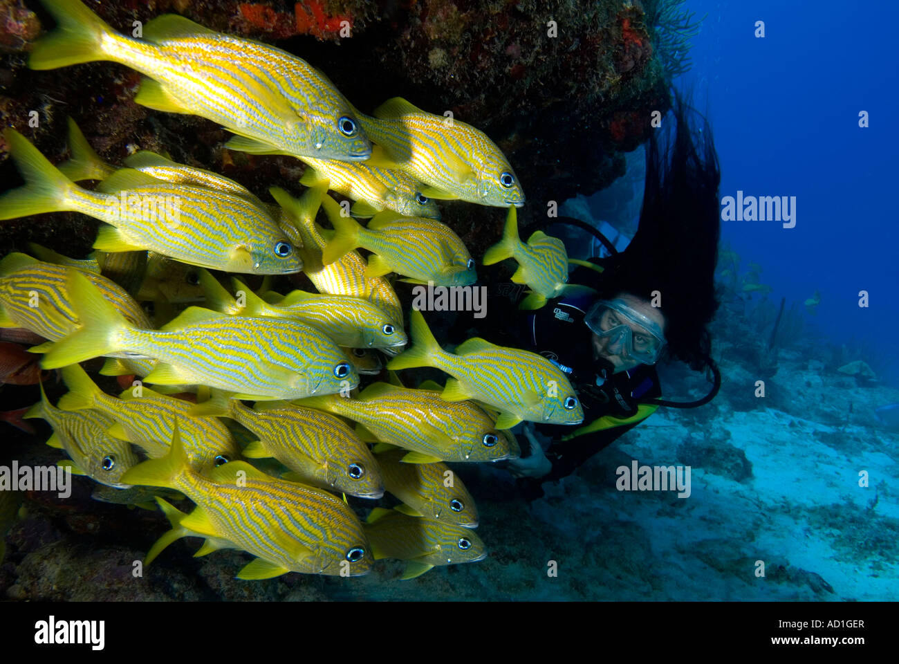 Diver with fish, female diver, underwater, scuba, diving, ocean, sea, marine life, school of fish Stock Photo