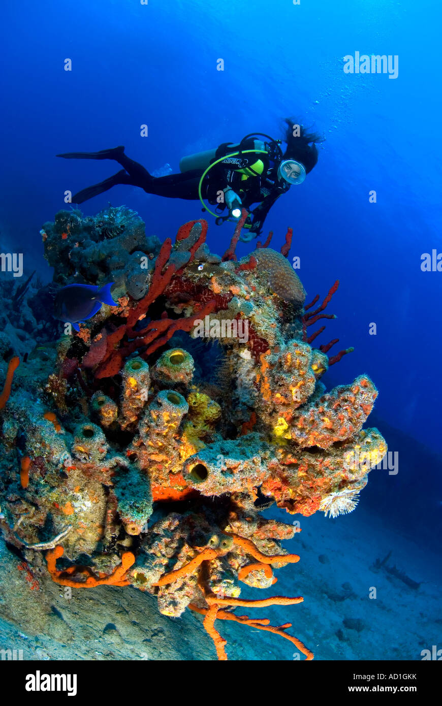 Rhone wreck Tortola British Virgin Islands BVI, underwater, scuba