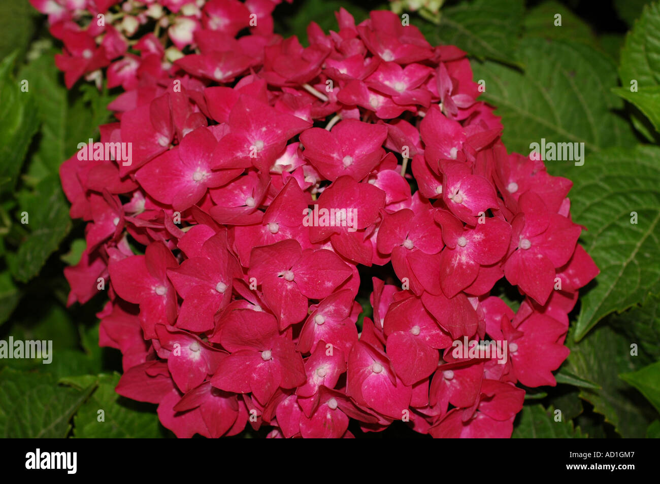 Hydrangeacea hi-res stock photography and images - Alamy