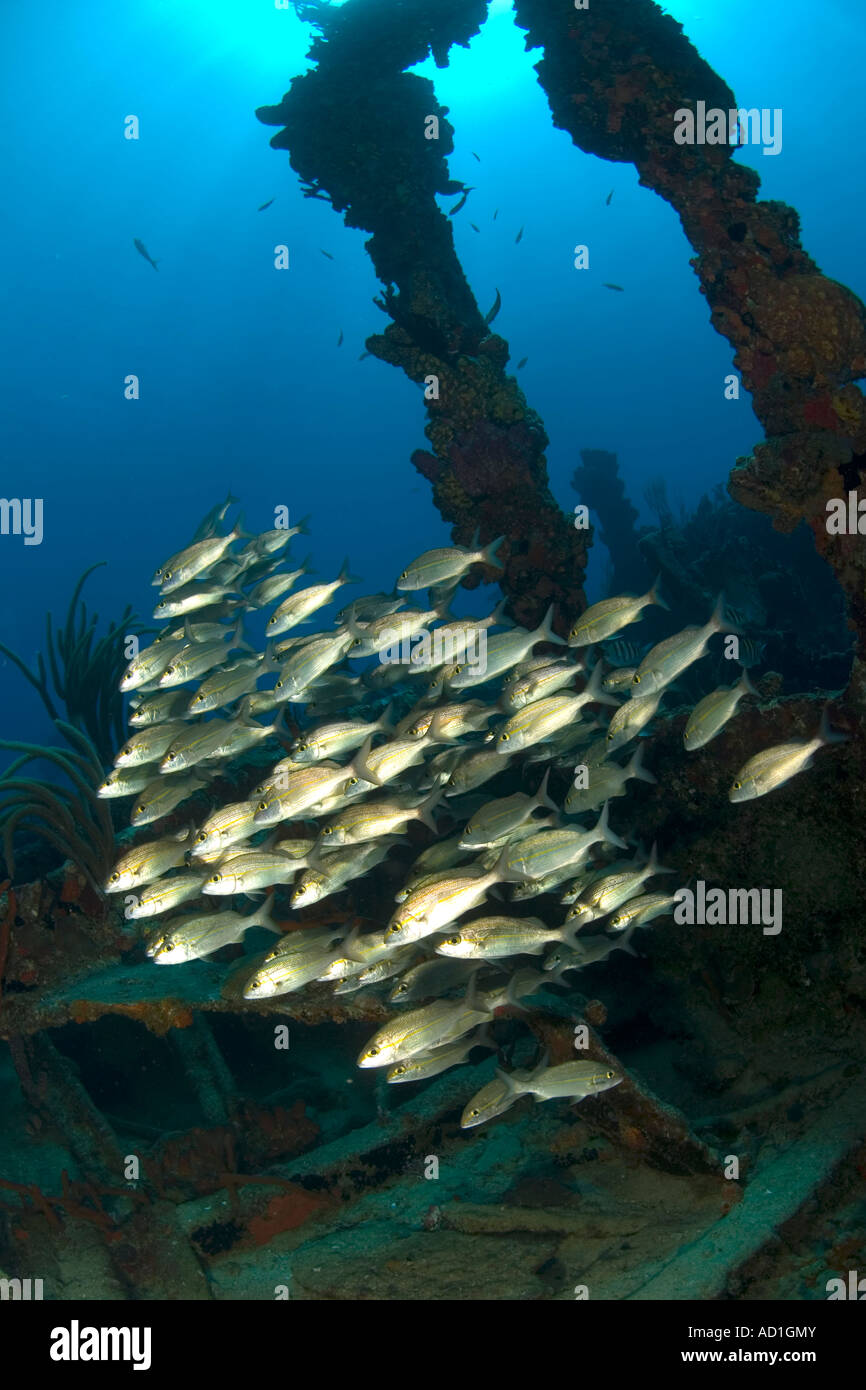 Rhone wreck Tortola British Virgin Islands BVI, underwater, scuba, diving, ocean, sea,  blue water, shipwreck, school of fish Stock Photo