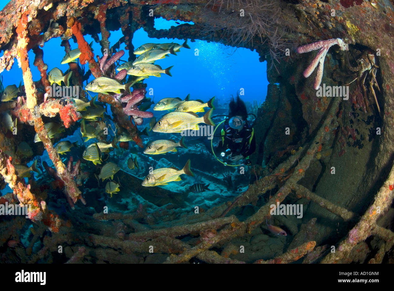 Rhone wreck Tortola British Virgin Islands BVI, underwater, scuba