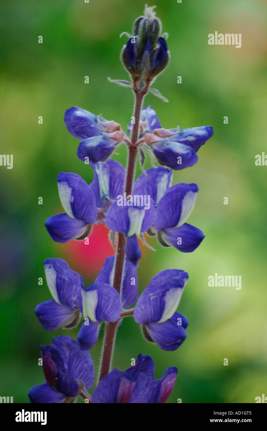 The Salty Lupine