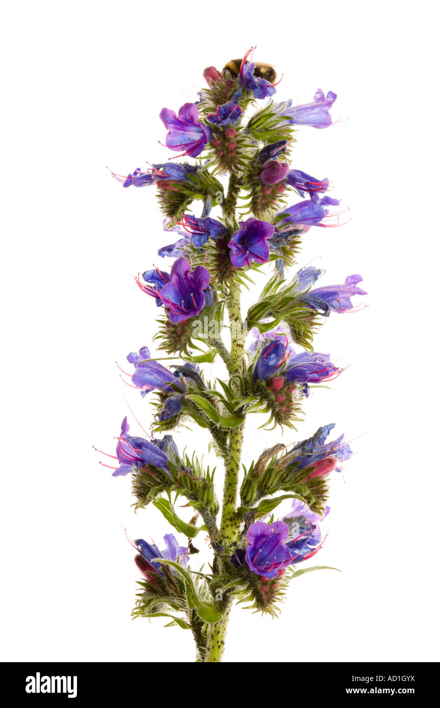 Viper's bugloss in flower Stock Photo