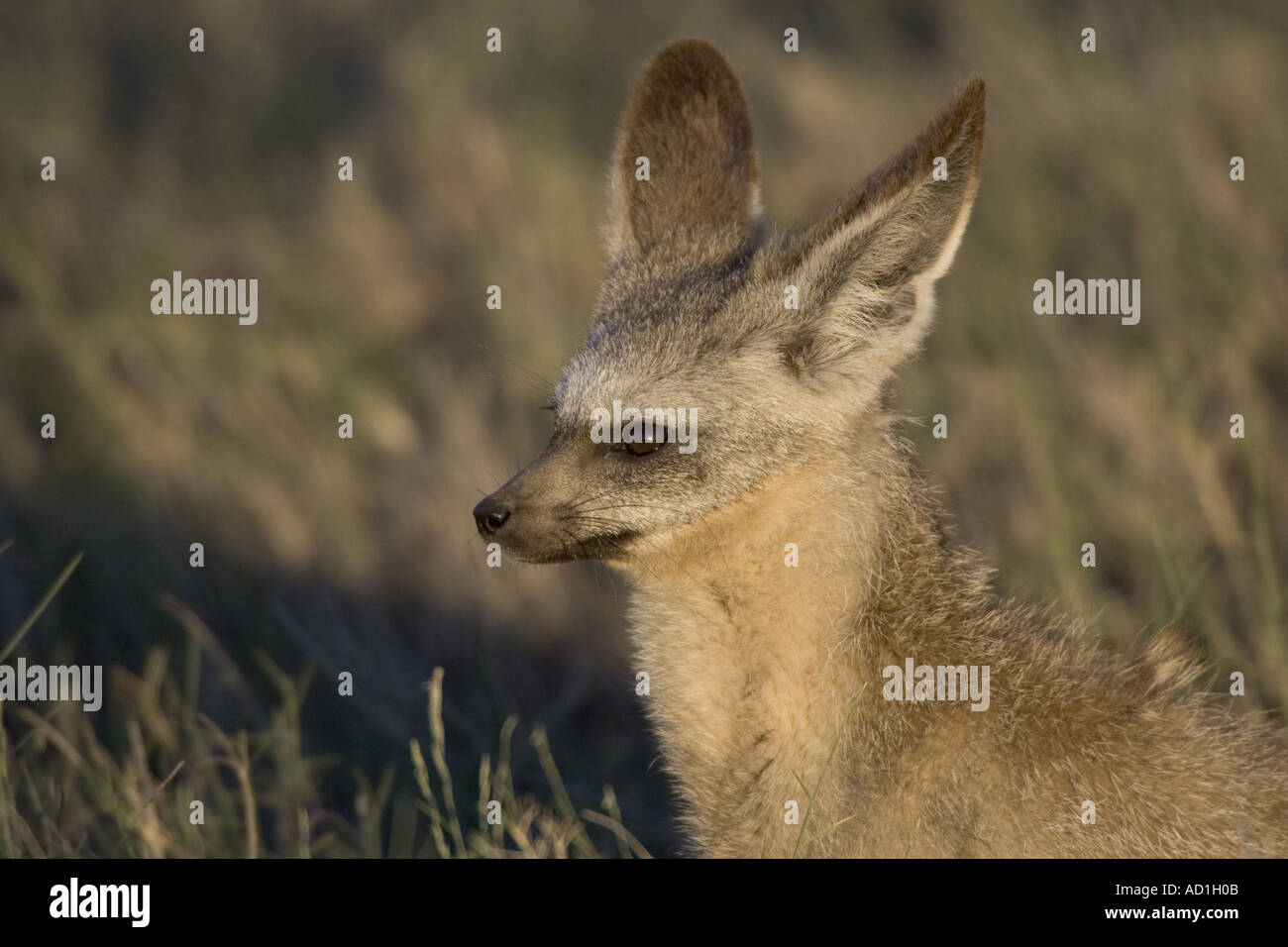 Bat eared fox Otocyon megalotis Tanzania Africa Stock Photo - Alamy