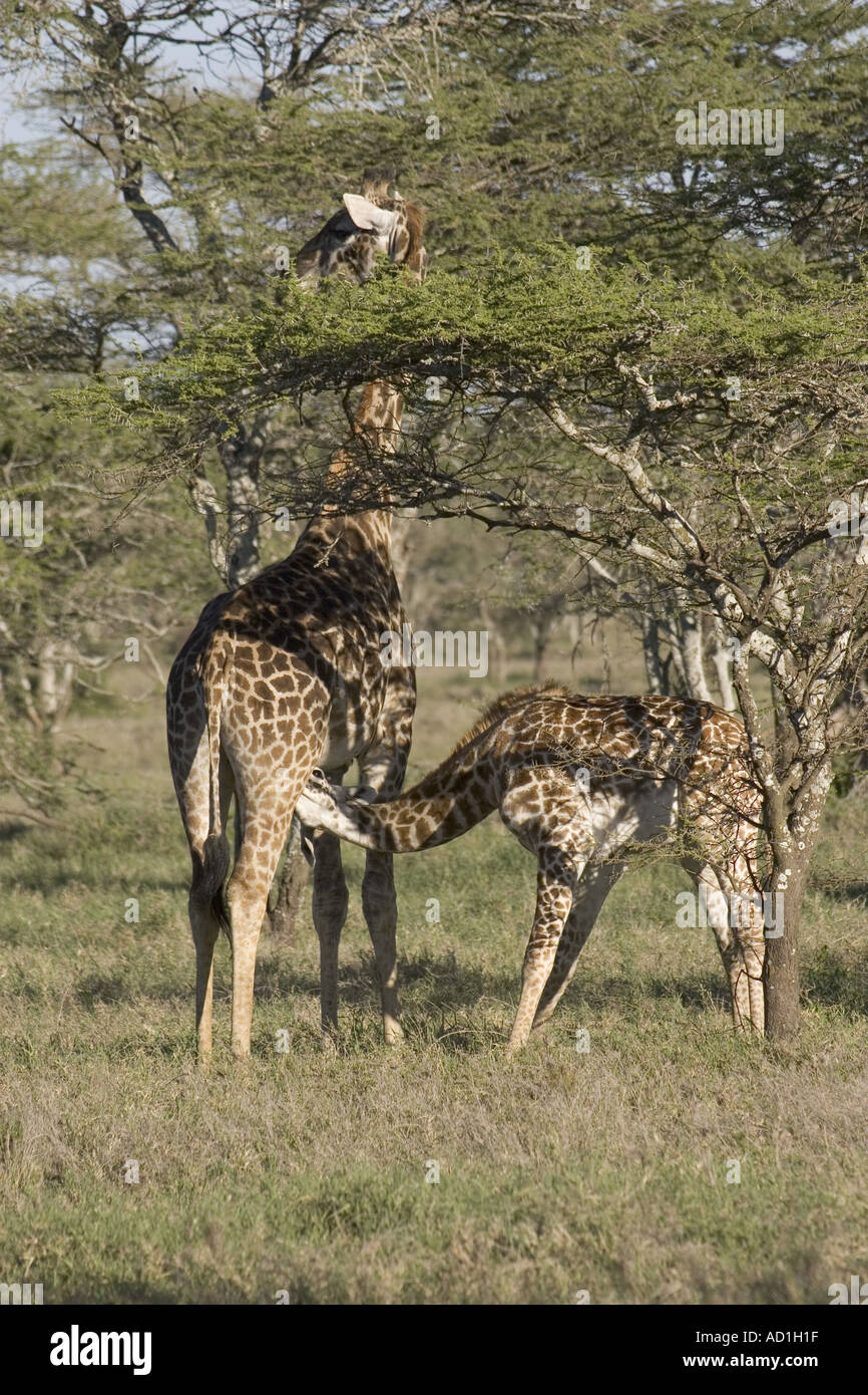 Masai Giraffa young Suckling GIRAFFA CAMELOPARDALIS Stock Photo