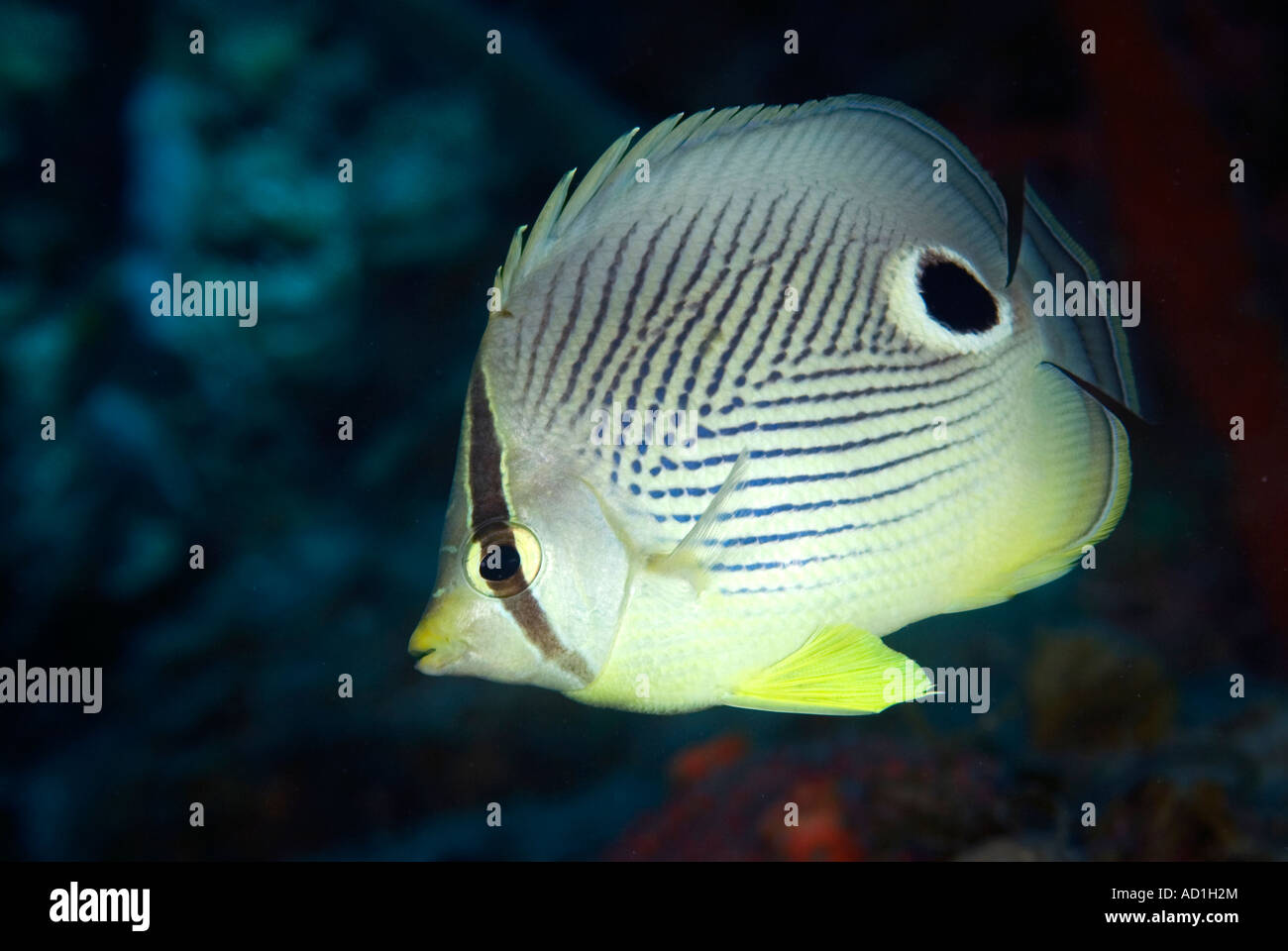 butterfly fish British Virgin Islands BVI, underwater, scuba, diving, ocean, sea, marine life, sea life, colorful, color Stock Photo