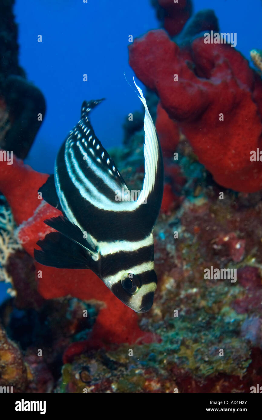 Spotted drum fish British Virgin Islands BVI, underwater, scuba, diving