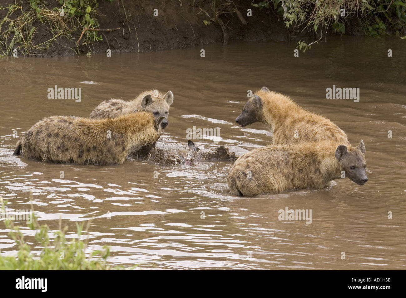 Spotted Hyaena with Wildebeest kill Crocuta crocuta Africa Tanzania Stock Photo