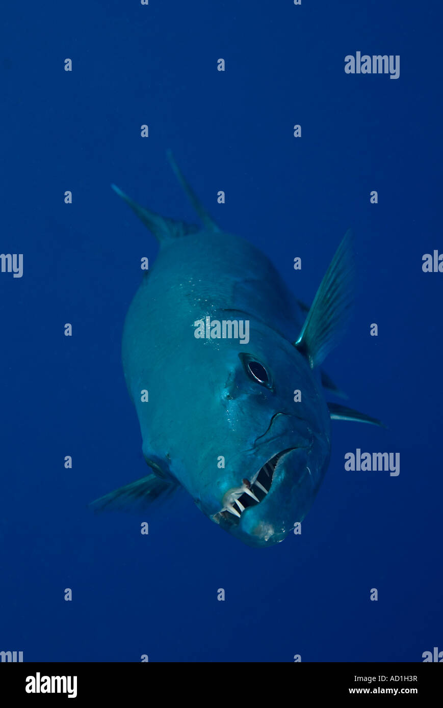 Barracuda in British Virgin Island, BVI, underwater, scuba, diving