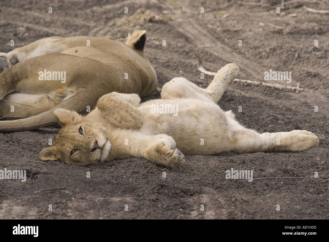 Lion cub relaxing PANTHERA LEO King of beasts Stock Photo