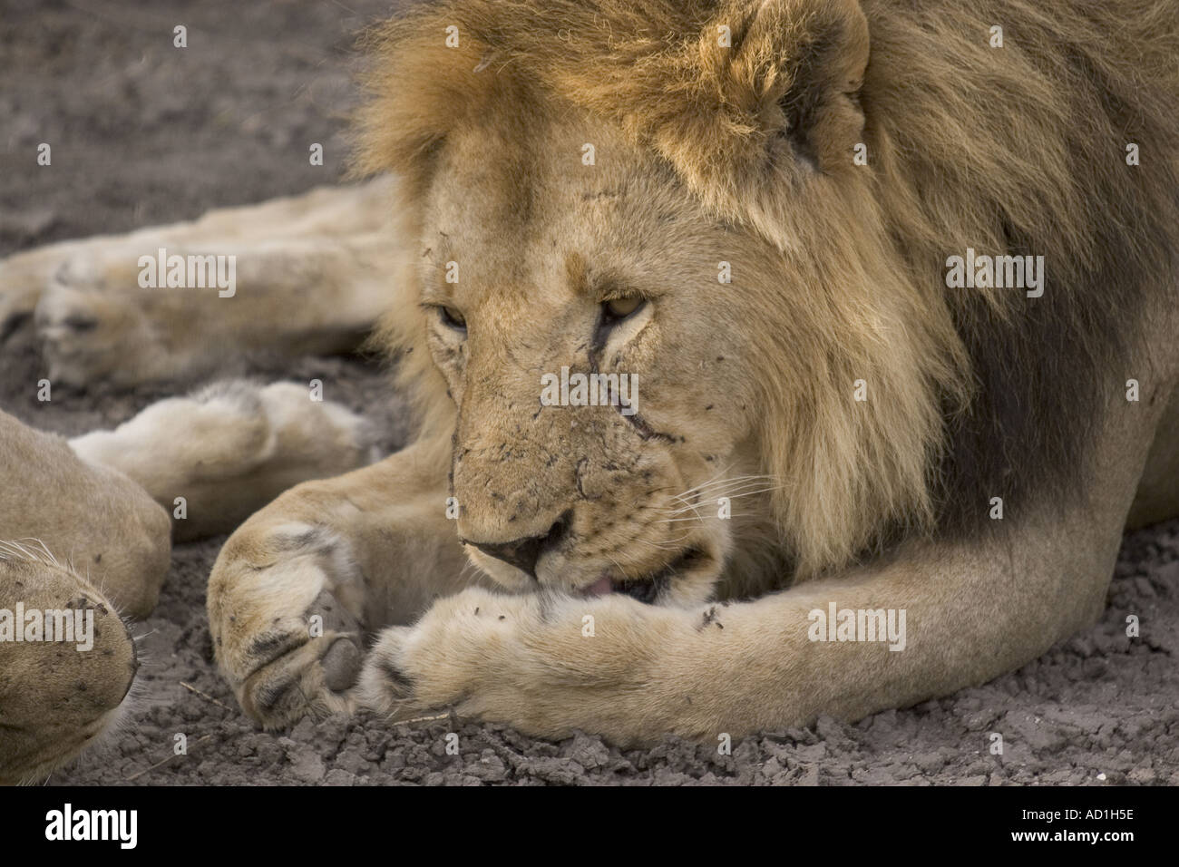 Lion male licking paw PANTHERA LEO King of beasts Stock Photo