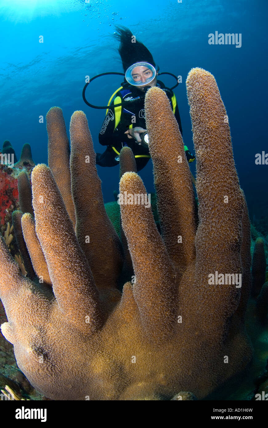 Diver and pillar coral, British Virgin Islands, BVI, underwater, female diver, oval mask, ocean, sea, scuba, diving, blue water, Stock Photo