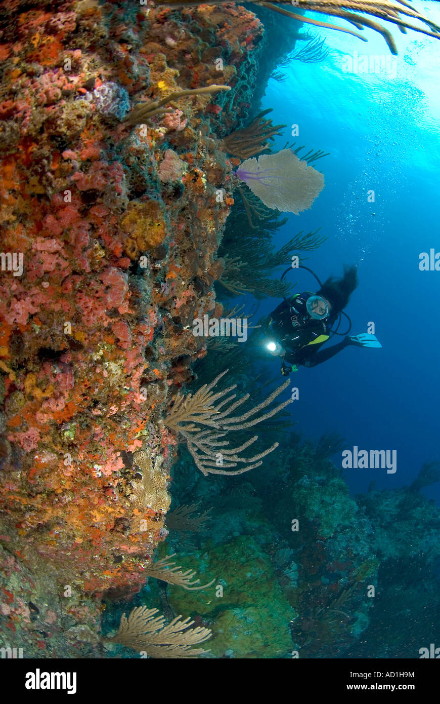 Diver in British Virgin Islands, female diver, oval mask, underwater
