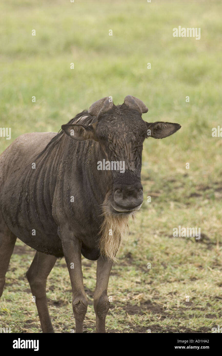 Wildebeest with deformed misshapen malformed horn Connochaetus taurinus albojubatus africa Stock Photo