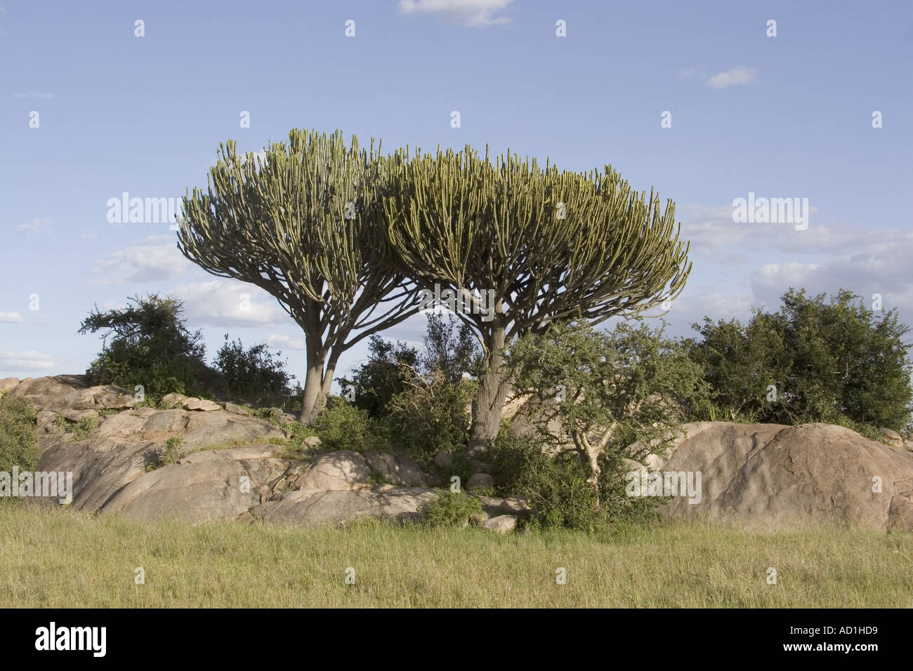 Candelabra TREE EUPHORBIA CANDELABRUM Tanzania Africa Stock Photo Alamy
