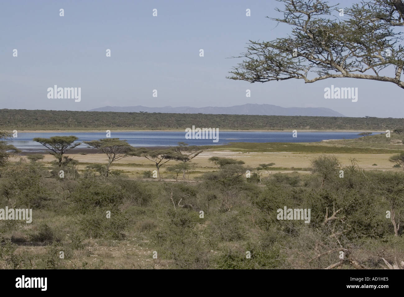 Acacia trees on savannah hi-res stock photography and images - Alamy