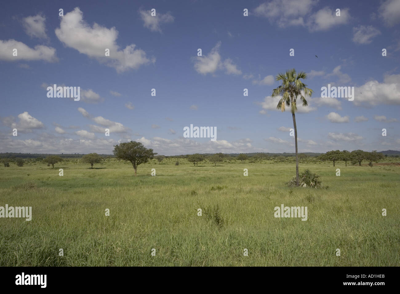 Tarangire National Park savannah palm tree sky Tanzania Africa Stock Photo Alamy