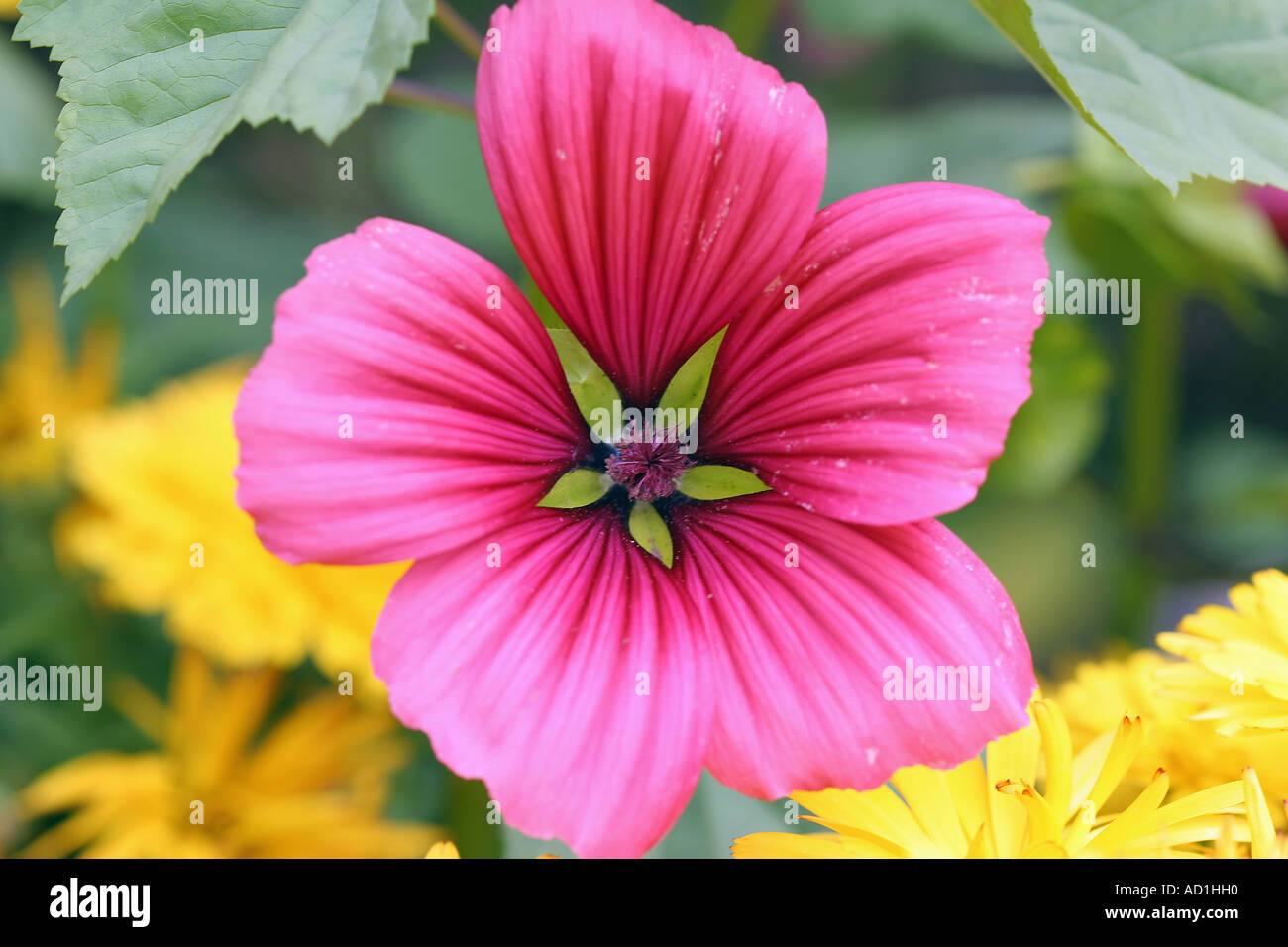 Flower Close up Stock Photo