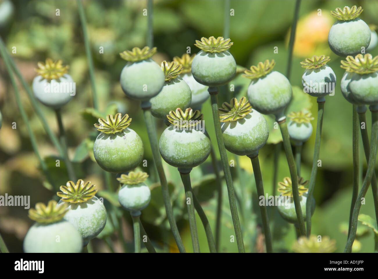 Ornamental poppy seed heads grown for decorative effect England August