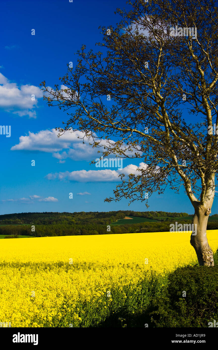 Oil seed rape field with blue sky and white clouds Stock Photo - Alamy