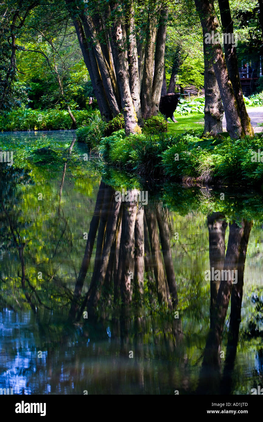 Reflection of trees in water Stock Photo - Alamy