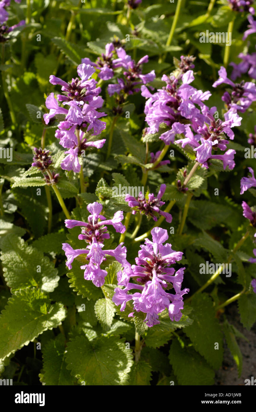 Labiatae Stachys Grandiflora Caucasian range Iran Stock Photo