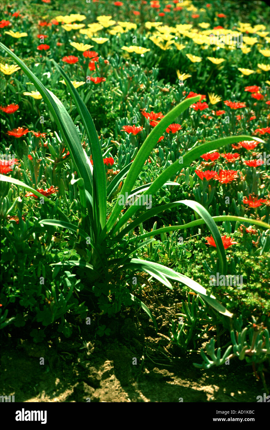 Garden Flowers, Green, Yellow, Red, daytime, fields landscape full color nature, Stock Photo