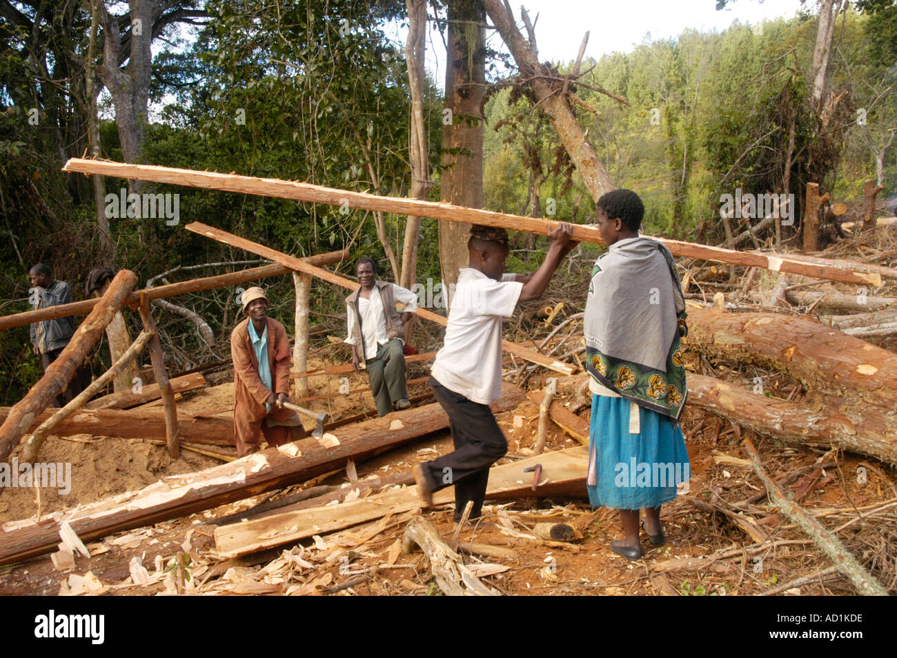 African Logging Operation High Resolution Stock Photography and Images ...