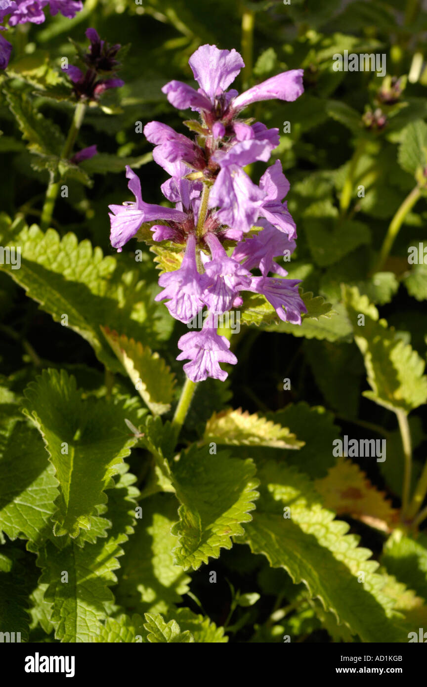 Labiatae Stachys Grandiflora Caucasian range Iran Stock Photo