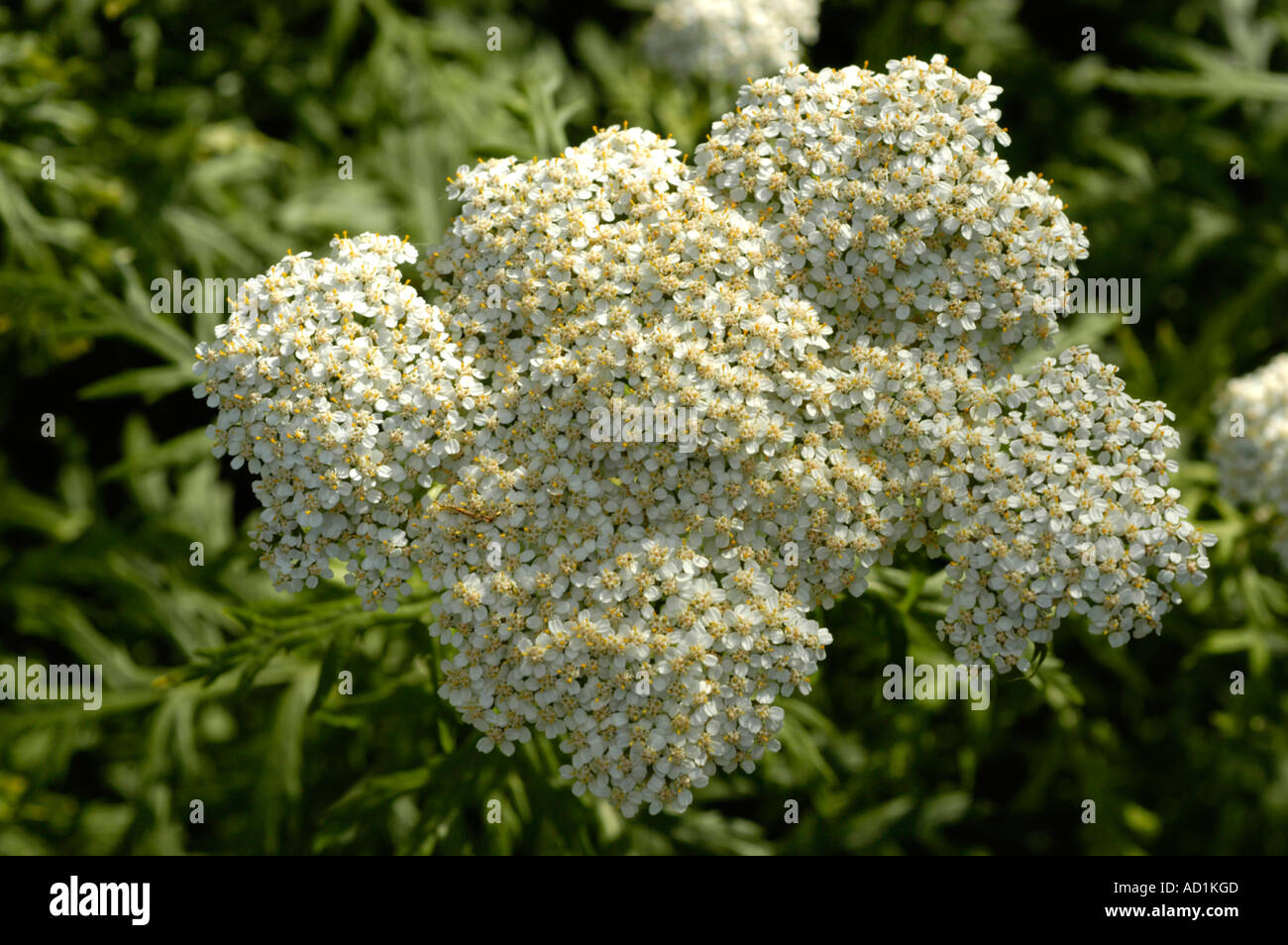 White flowers Compositae Achillea x obscura Nees or A macrophylla or A moschata Europe Stock Photo