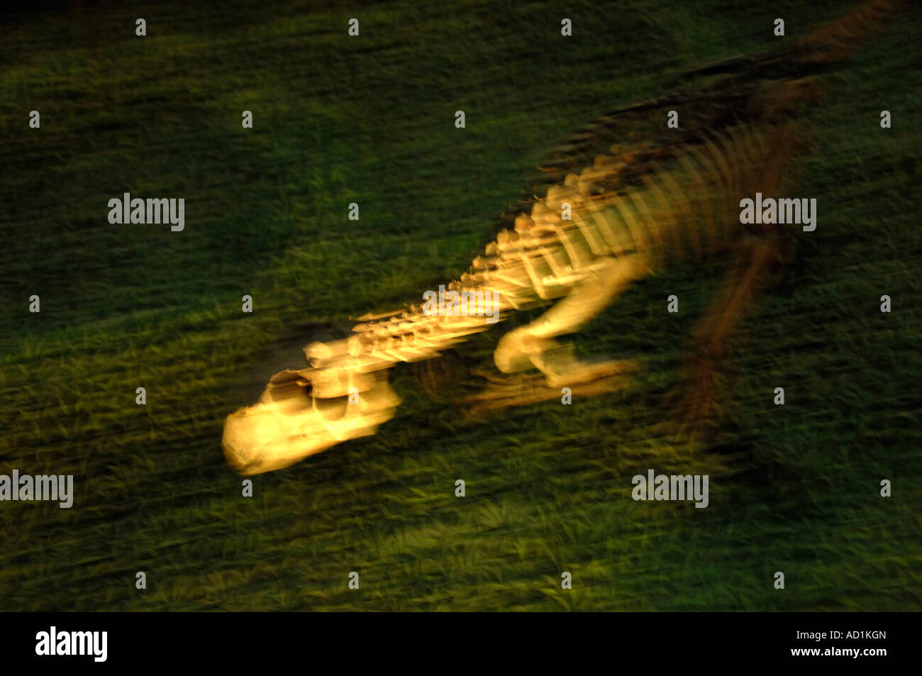 Dinosaur skeleton in a museum of Beijing, China. 2007 Stock Photo