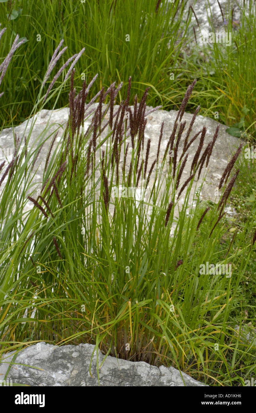 Mountain grass Poaceae Melica Transsilvanica Stock Photo