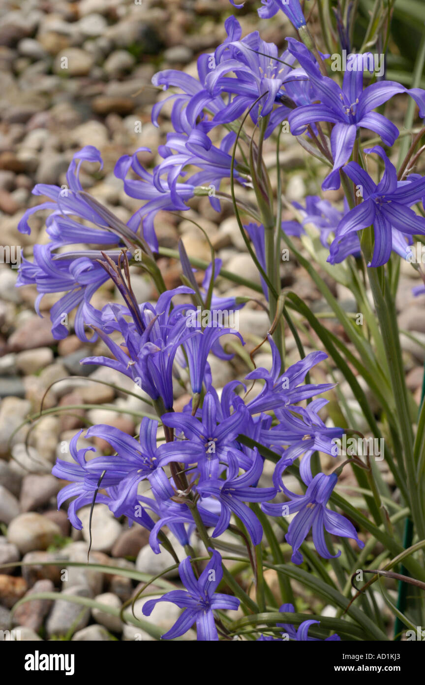 Blue flowers of Amaryllidaceae Ixiolirion tataricum Asia Stock Photo