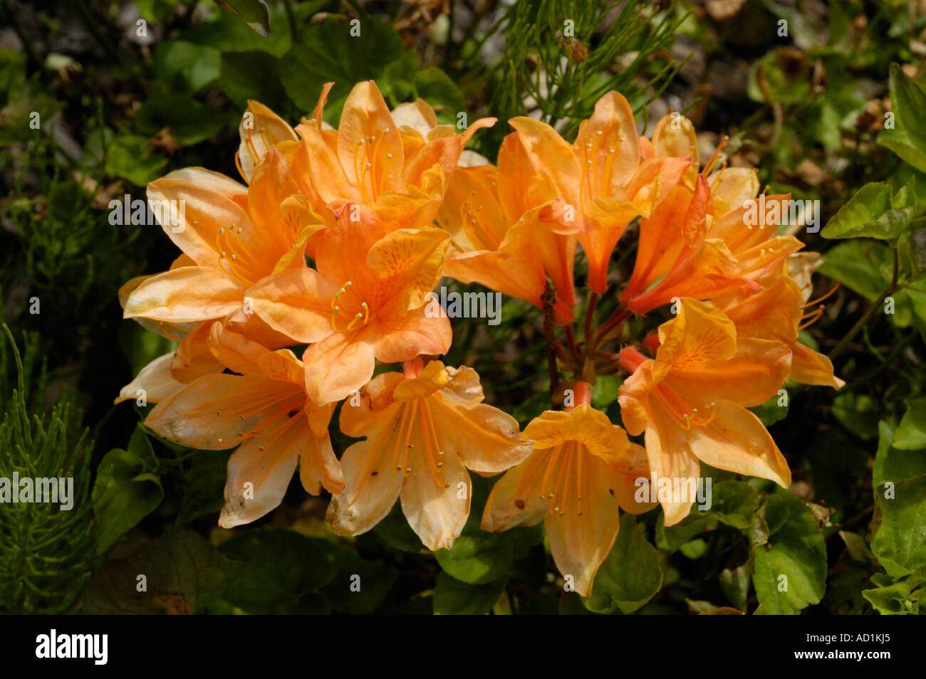 Yellow orange flowers of azalea Ericaceae Rhododendron Hortulanus H Witte  Stock Photo - Alamy