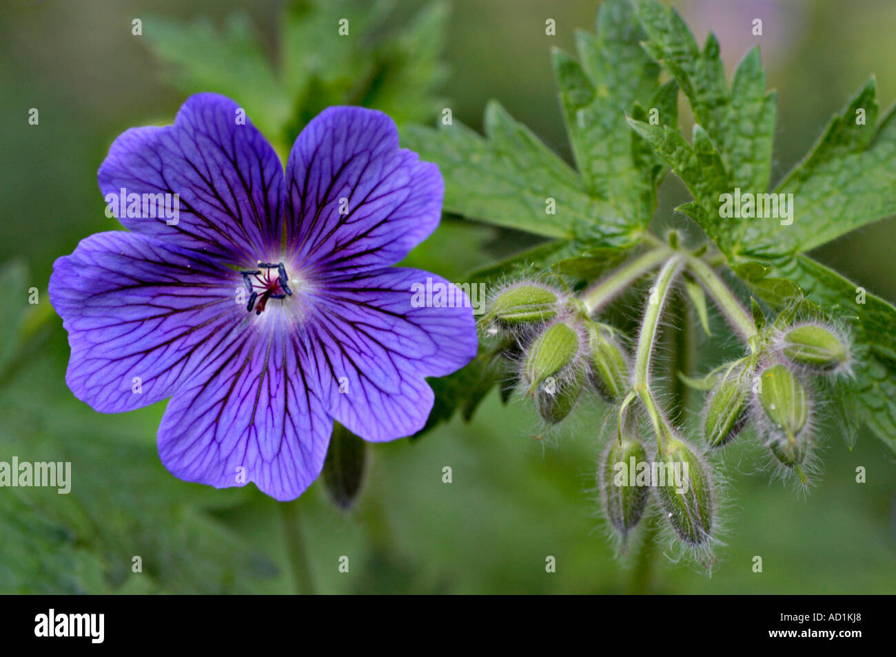 Close up of blue flowers of Geraniaceae Geranium endersii Europe Stock Photo