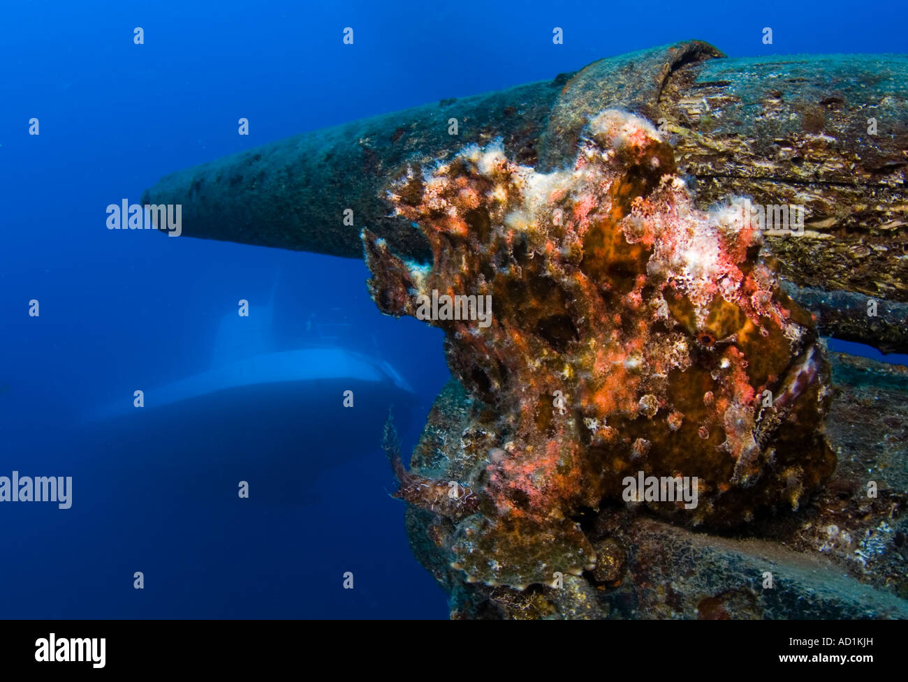 Frog fish on a wreck in Maui, Hawaii with submarine, underwater, ocean, sea, scuba, diving, blue water, clear water, marine life Stock Photo