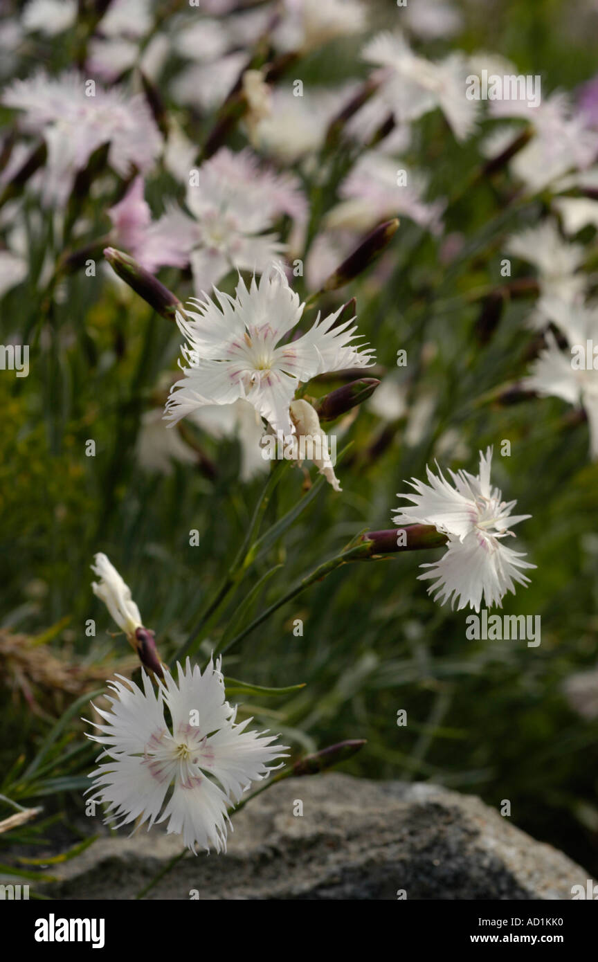 White flowers of Caryophyllaceae Dianthus pavonius Alp range Stock Photo