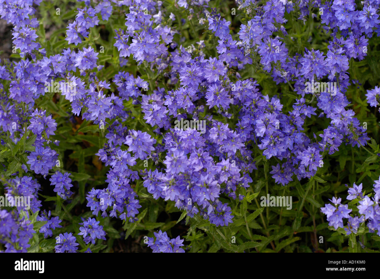 Blue flowers of Speedwell Scrophulariaceae Veronica austriaca Europe Stock Photo