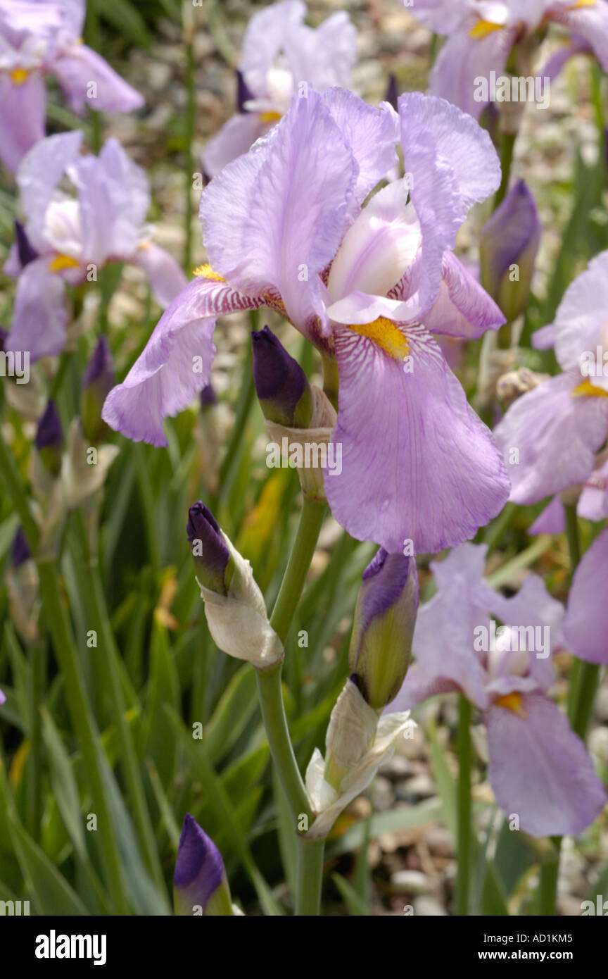 Light pink violet Iris Iridaceae gr Barbata Elatior Susan Bliss Stock Photo