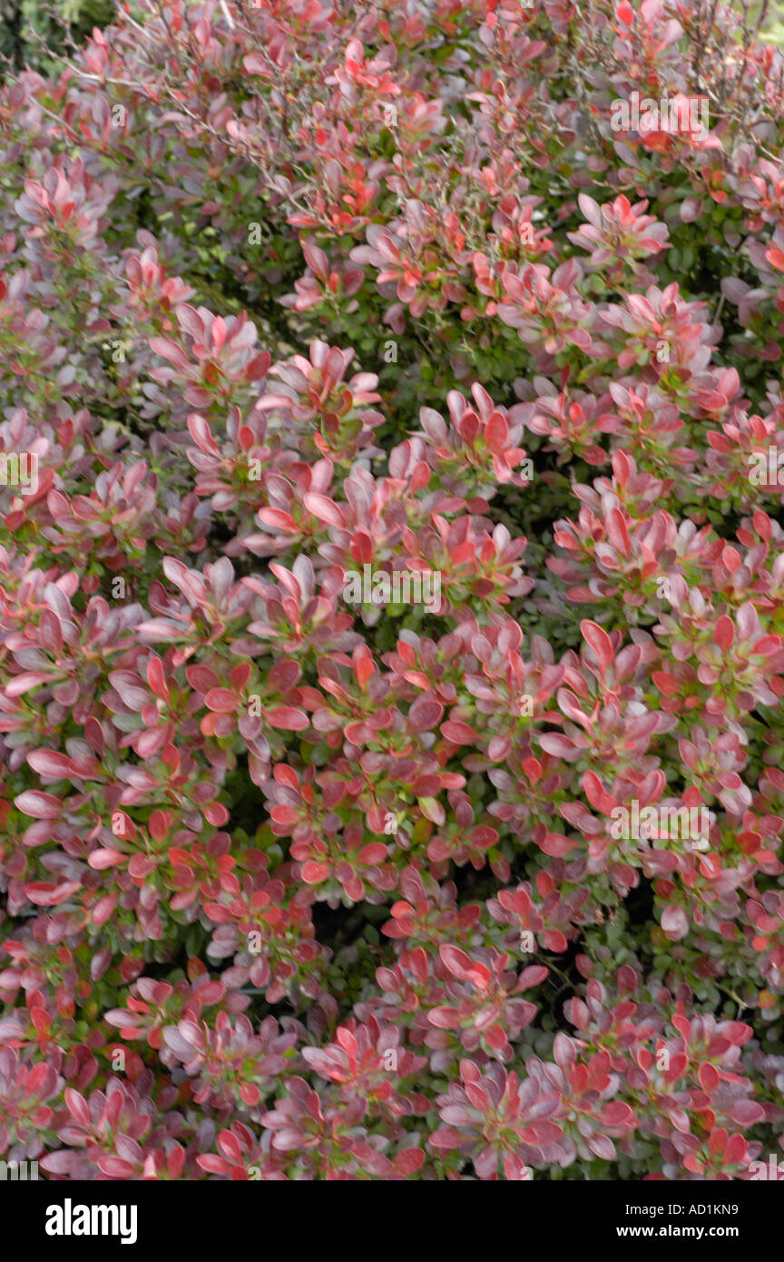 Berberis Nana High Resolution Stock Photography And Images Alamy