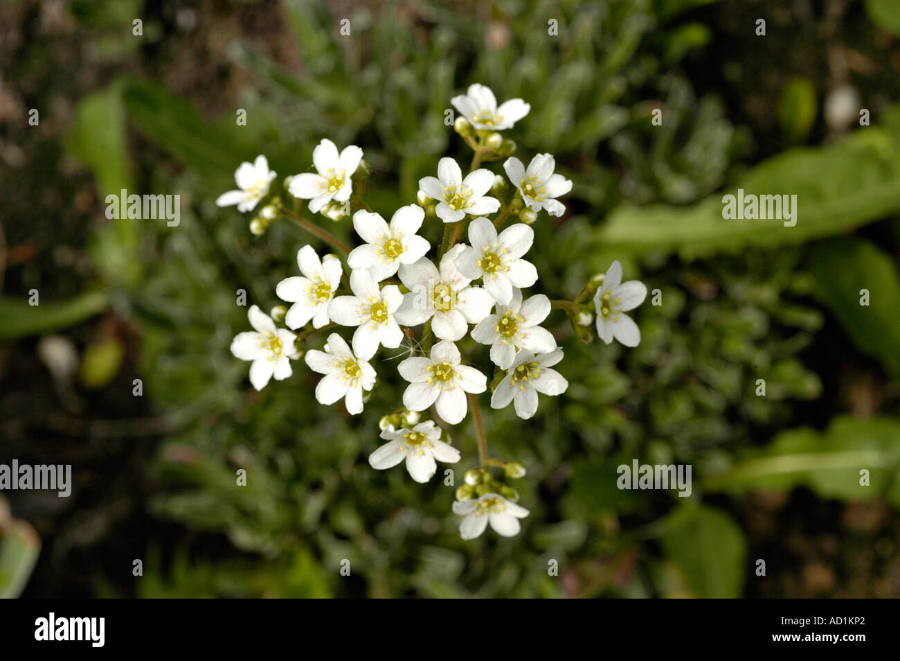 White flowers of tufted alpine saxifrage Saxifragaceae Saxifraga cespitosa Europe Stock Photo