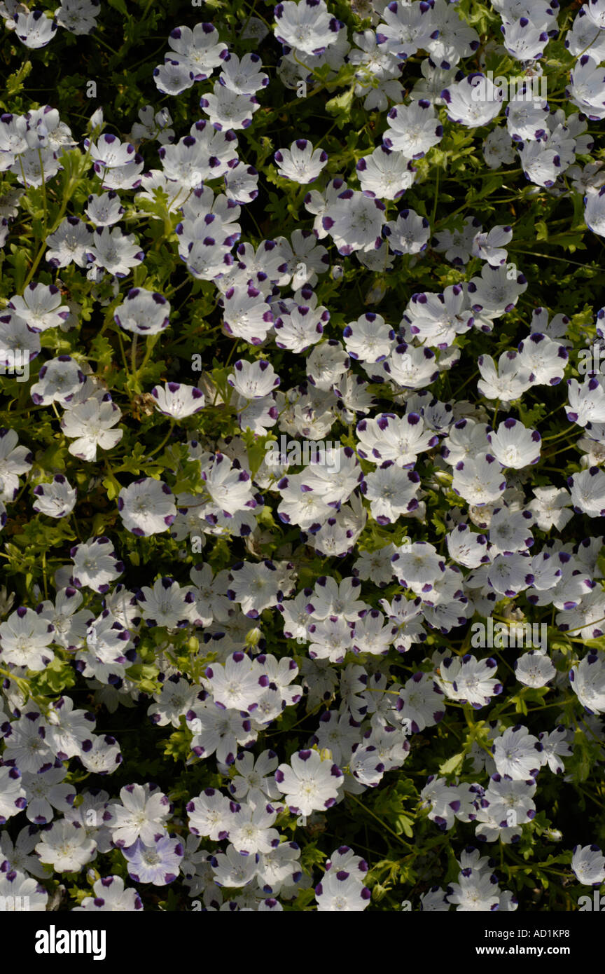 Baby Blue Eyes Five Spot flower Hydrophyllaceae Nemophila maculata Benth Northern America Stock Photo