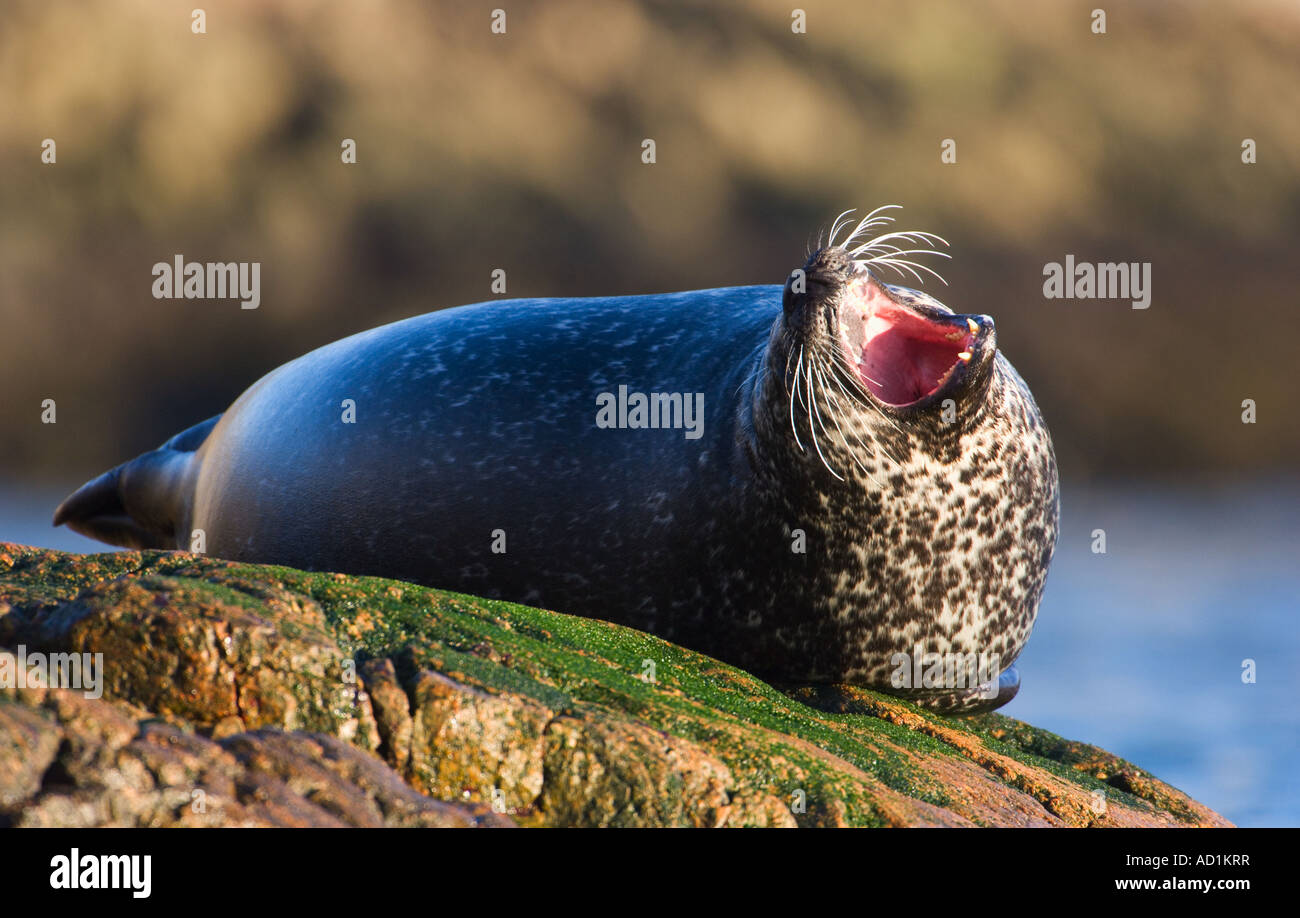 Common seal yawning at haul out site Stock Photo Alamy