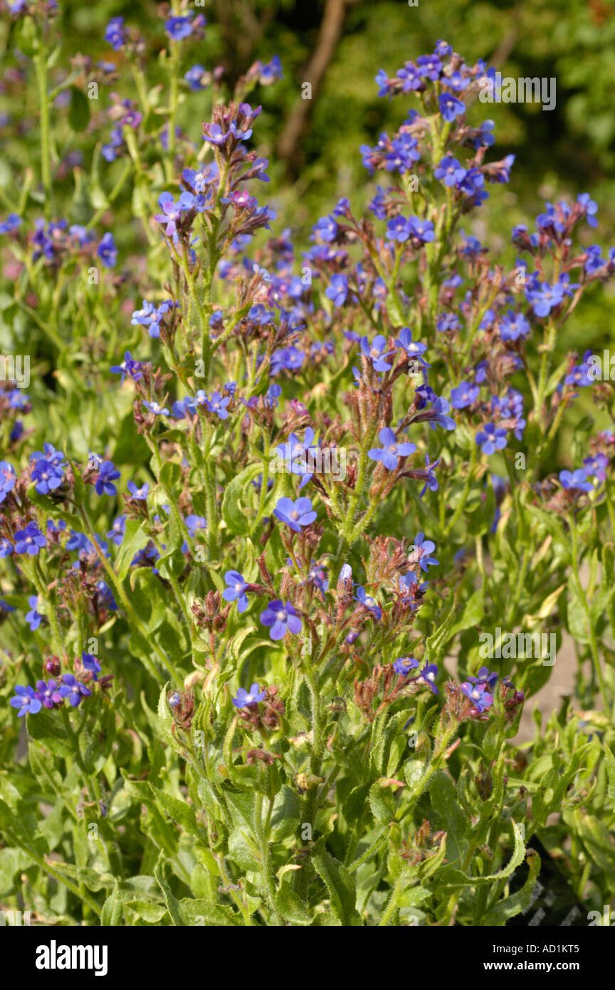 Blue flowers of Italian Bugloss Boraginaceae Anchusa azurea Europe Stock Photo