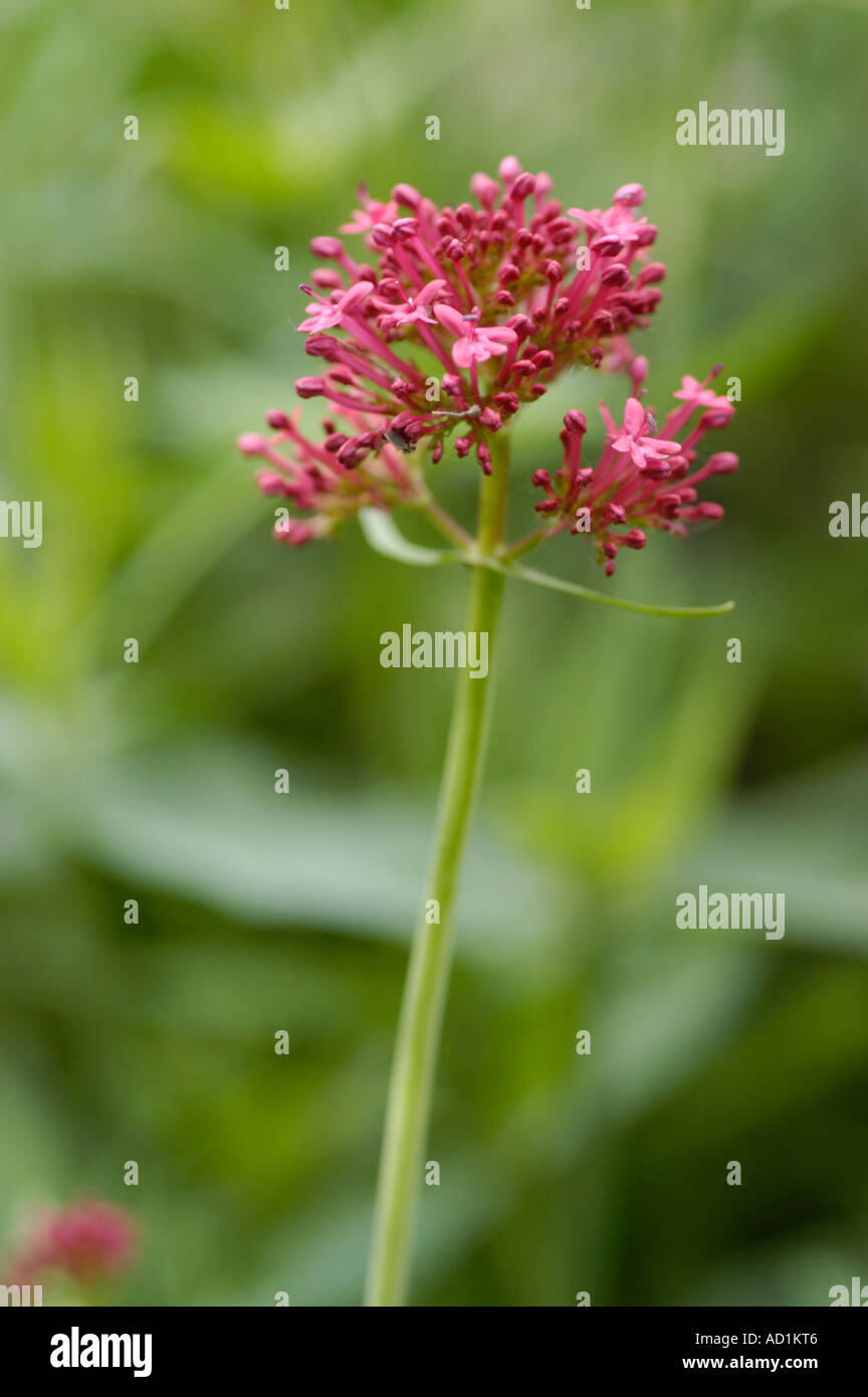 Flowers of Red valerian Valerianaceae Centranthus ruber or Centranthus