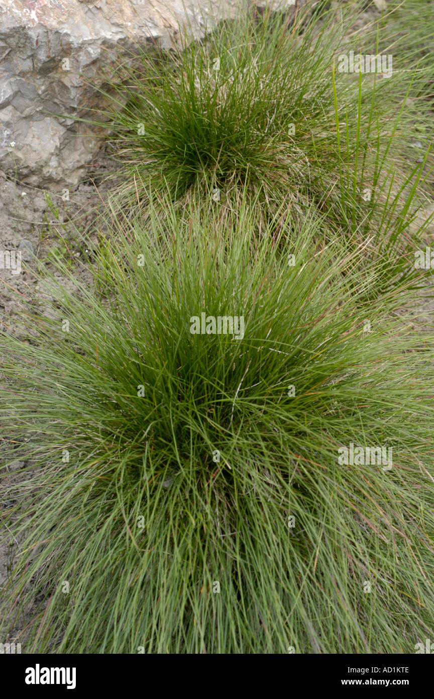Mountain grass Poaceae Festuca versicolor Stock Photo