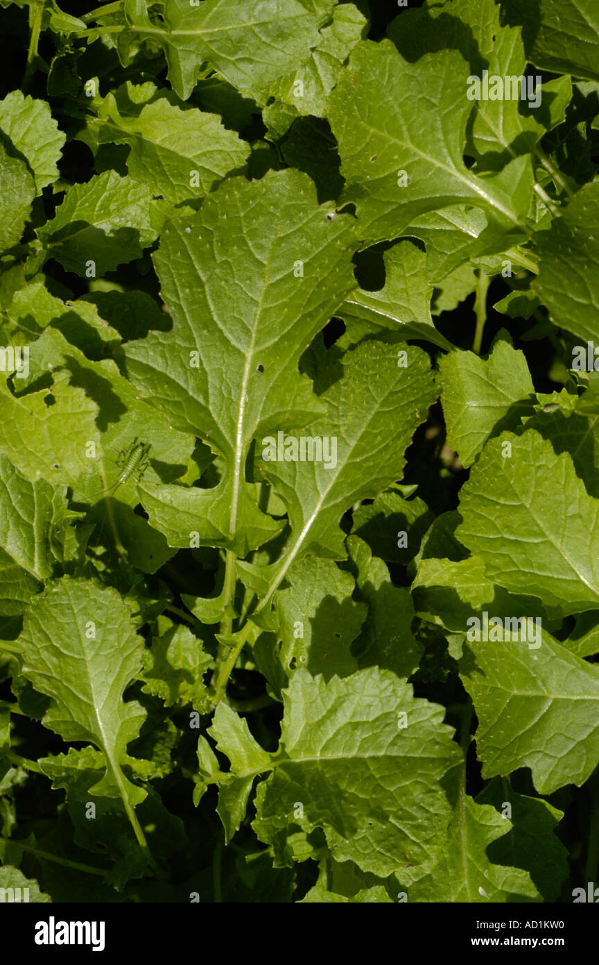 200 Red Streaked Mizuna Mustard Seeds – Japanese Greens, Brassica Juncea – USA Grown